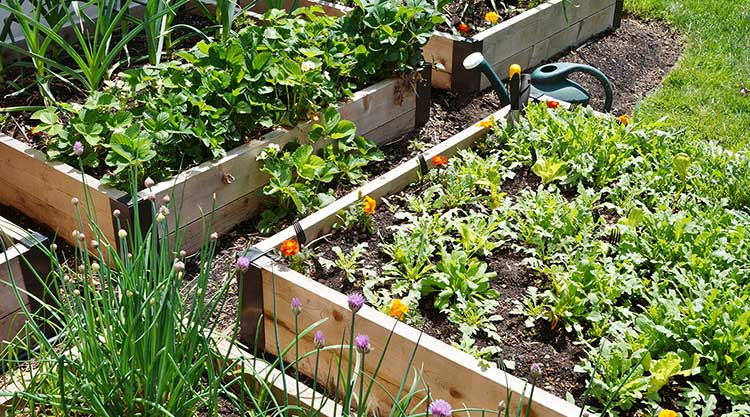 Photo for Raised Garden Bed
