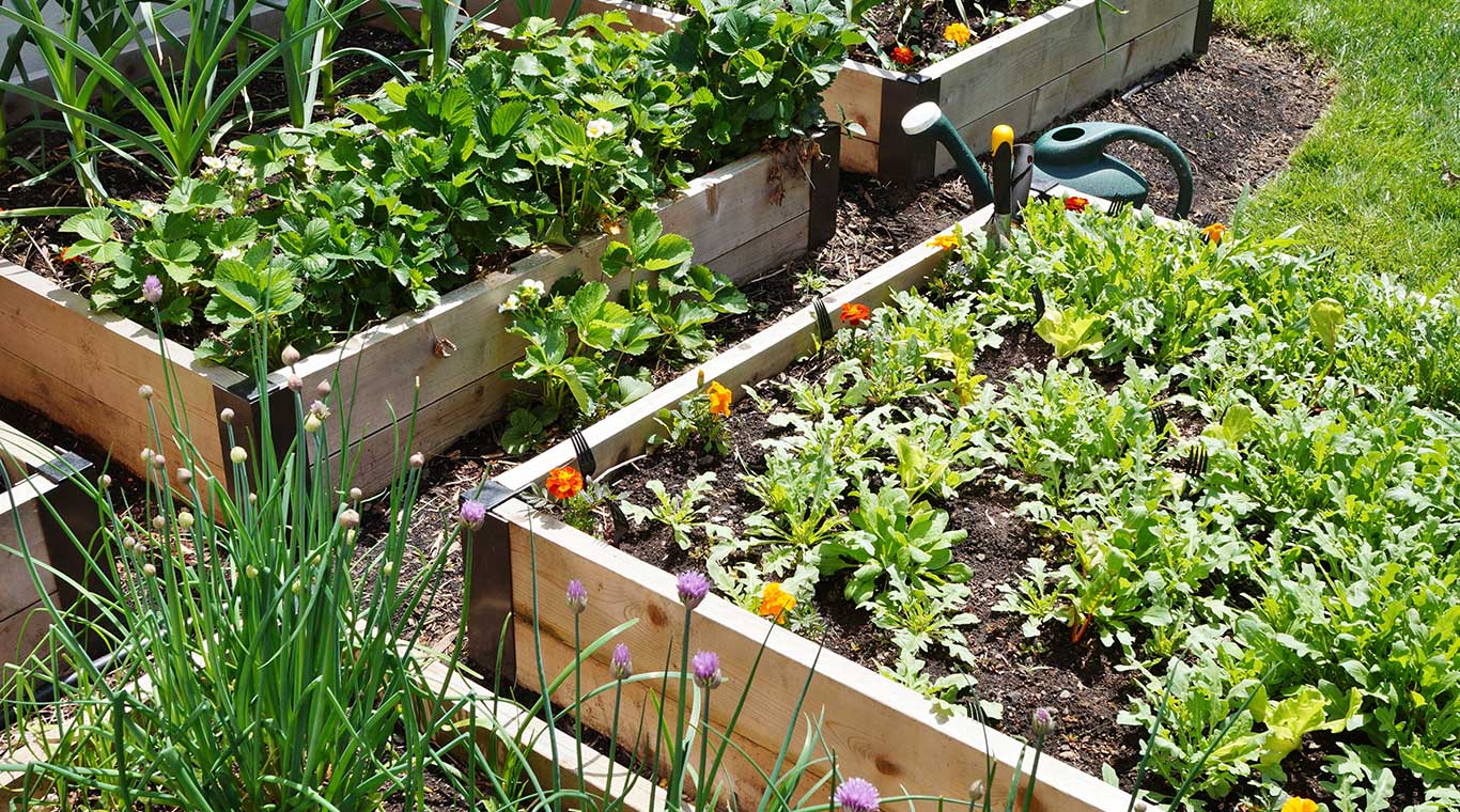 Image of multiple DIY raised garden beds. 